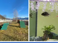 Società Protezione Animali Locarno e Valli