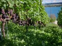 Weinbau Cordula Morgenegg-Posch