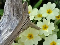 Gartenbau Hölzli AG