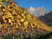 Weingut Jürg & Daniela - Klicken Sie, um das Bild 5 in einer Lightbox vergrössert darzustellen