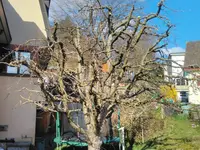 DZ Hauswartung und Gartenunterhalt