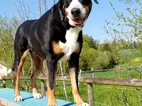 Hundeschule Guggisberg - Klicken Sie, um das Bild 11 in einer Lightbox vergrössert darzustellen