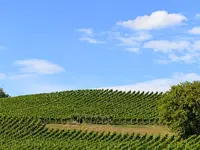 Weingut Saxer AG - Klicken Sie, um das Bild 1 in einer Lightbox vergrössert darzustellen