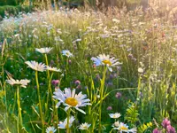Wildblumendienst