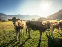 Politische Gemeinde Sevelen - Klicken Sie, um das Bild 10 in einer Lightbox vergrössert darzustellen