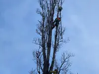 Baummaa Baumpflege GmbH