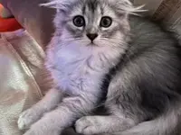 Studio Veterinario Ghiringhelli