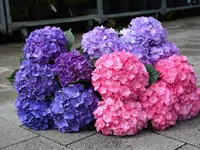 Genossenschaft Berner Blumenbörsen
