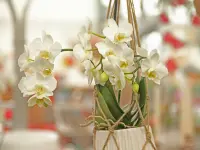 Jardinerie Fleuristerie Hämmerli SNC