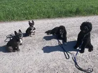 Focus Dogs Hundeschule KlG - Klicken Sie, um das Bild 6 in einer Lightbox vergrössert darzustellen