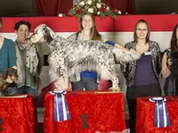 Hundesalon Pet Cut's
