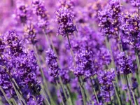 anima naturcosmetic & ChurerFüsse