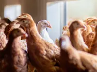 Soller Junghennen AG