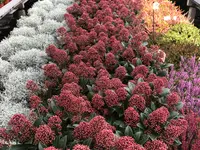 Blumen Joos GmbH