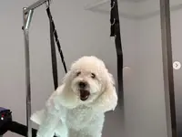 Hundesalon Isidora