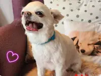 Hundesalon Trendy Dog