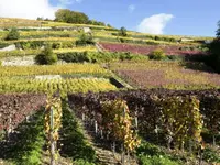 Badan Vins - Klicken Sie, um das Bild 9 in einer Lightbox vergrössert darzustellen