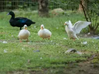 Zoo al Maglio - Neggio - Klicken Sie, um das Bild 14 in einer Lightbox vergrössert darzustellen