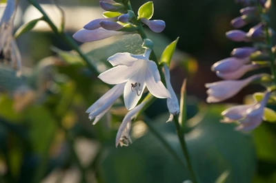 Blumen Schenk