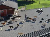 Tierferienheim Gredig - Klicken Sie, um das Bild 16 in einer Lightbox vergrössert darzustellen