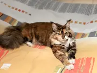 Studio Veterinario Ghiringhelli