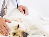 TIERKLINIK MITTELLAND AG - Klicken Sie, um das Bild 4 in einer Lightbox vergrössert darzustellen