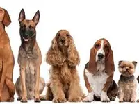 Chenil Kennels Stillwagon