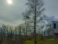 Mémoires d'Arbres - Klicken Sie, um das Bild 5 in einer Lightbox vergrössert darzustellen