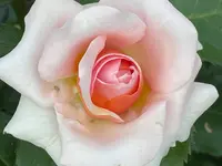 Aromathek