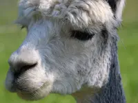 Ther'animal
