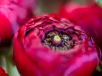 Blumen Iseli