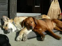 Hundetraum
