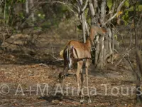 A + M Africa Tours GmbH