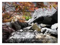 Schelb Gartenbau AG - Klicken Sie, um das Bild 4 in einer Lightbox vergrössert darzustellen