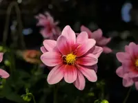 bluemechäller marjo trachsel - Klicken Sie, um das Bild 1 in einer Lightbox vergrössert darzustellen