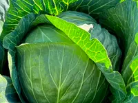 Dreyer AG - Früchte, Gemüse, Tiefkühlprodukte