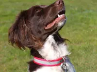 Associazione Cinofila Security Dog School