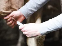 Tierarztpraxis Dammbühl AG