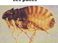 Desinfexion Service Sàrl
