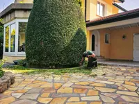 OMID Paysage - Arboriste Lausanne et environs