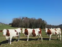 La Grangette SA