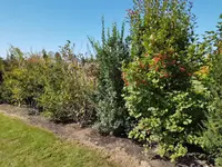 Mille et un Jardins Sàrl - Klicken Sie, um das Bild 11 in einer Lightbox vergrössert darzustellen