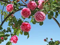 Bont Gartenbau und Gartenpflege AG