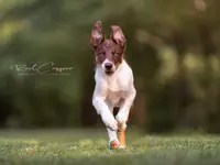 Realcasper