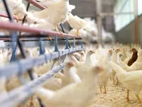 Soller Junghennen AG