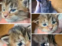 Studio Veterinario Ghiringhelli