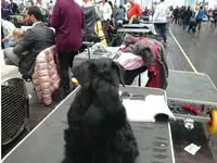 Hundesalon Toxi Horgen - Klicken Sie, um das Bild 5 in einer Lightbox vergrössert darzustellen