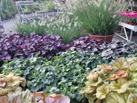 hollenstein blumengarten ag-Blumenshop-Gärtnerei-Gartenbau-Unterhalt-Grabpflege