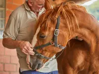 Chiron Vet GmbH