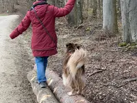 Hundetraining Dog Know How